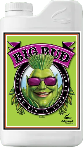 /public/media/big-bud.webp