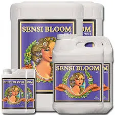 /public/media/sensi-bloom.webp